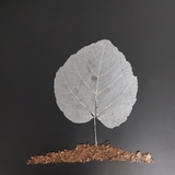 Arbre Folio